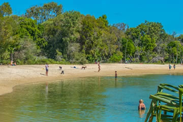 Take Your Dog To The Noosa River Mouth Dog Beach