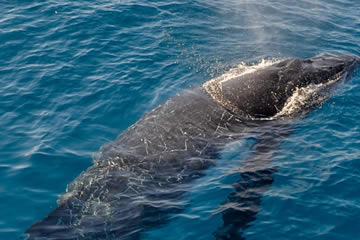 Spot A Humpback Whale Or Dolphin